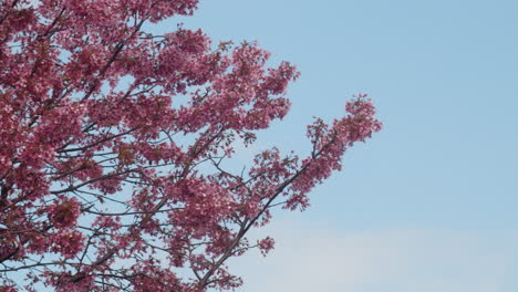 Pink-blossoms-and-branches-in-a-calm-and-harmonic-environment