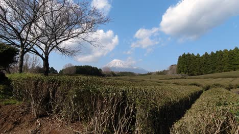 handheld view of green tea fields with rows of tea and mount fuji