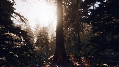 Autumn-pine-forest-on-a-foggy-morning