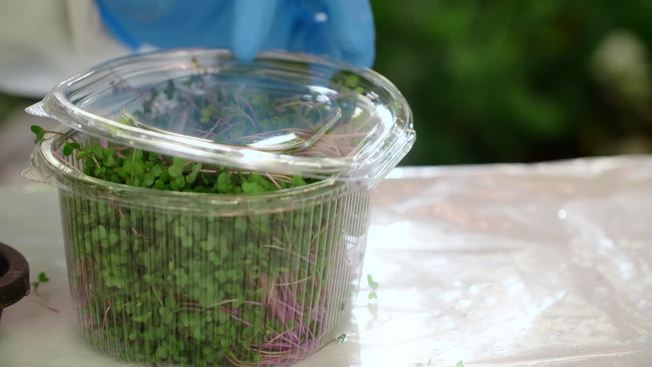 Microgreens in a Container