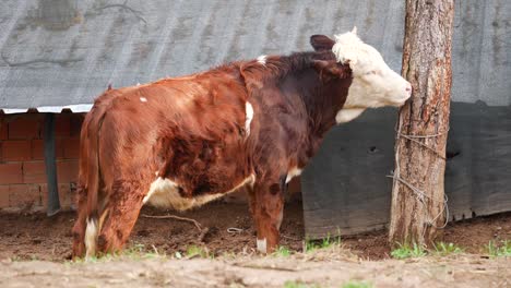 cow near a tree