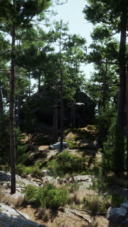 a path through a lush forest with pine trees