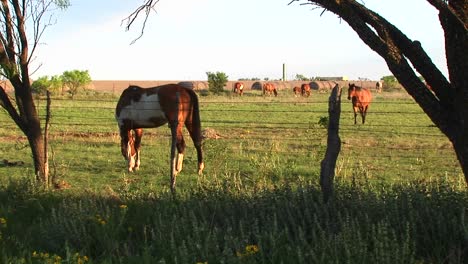 Mediumshot-De-Caballos-Pastando-En-Un-Pastizal-Vallado