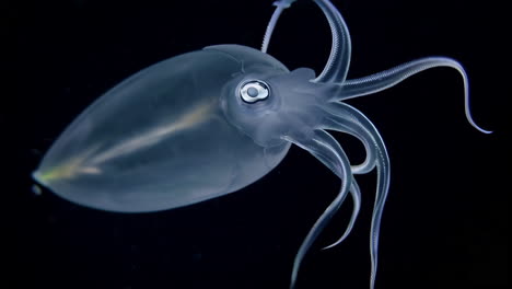 close-up of a transparent squid in the deep ocean