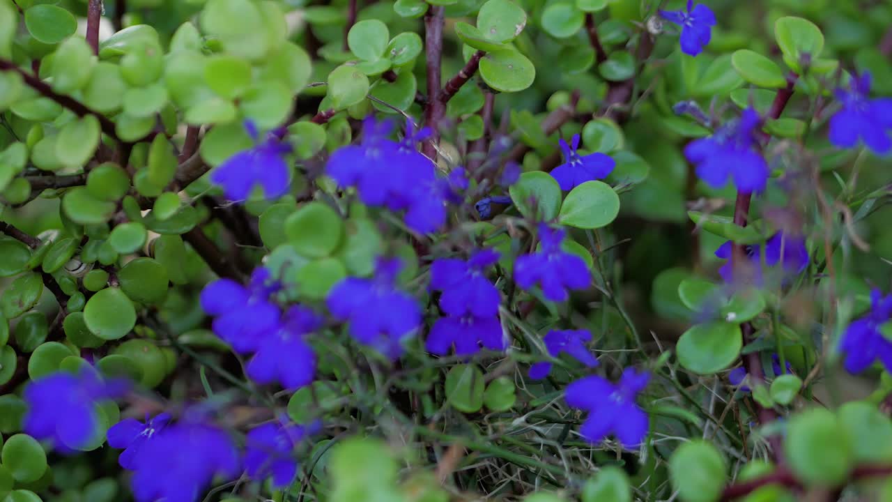 보라색 꽃과 함께 스펙붐에게서 멀리 떨어진 돌리
