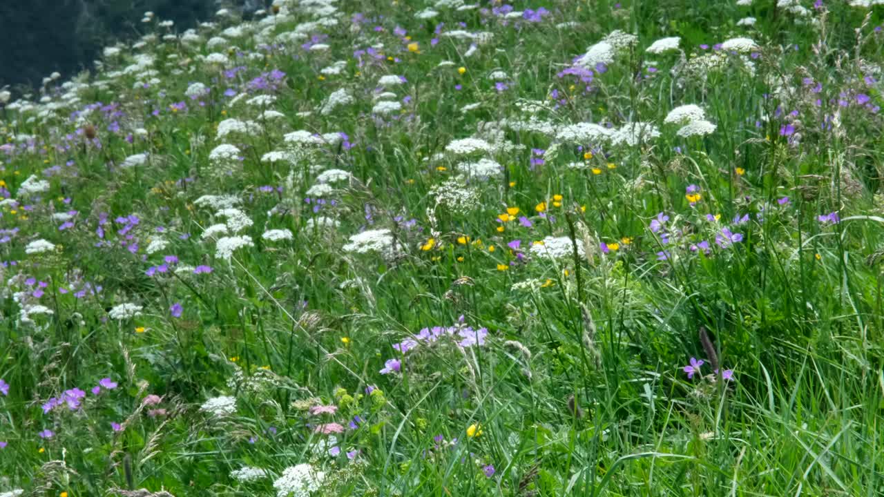 vast mountain field is blanketed with colorful wildflowers, set against a peaceful landscape of green forested hills and a scenic alpine backdrop
