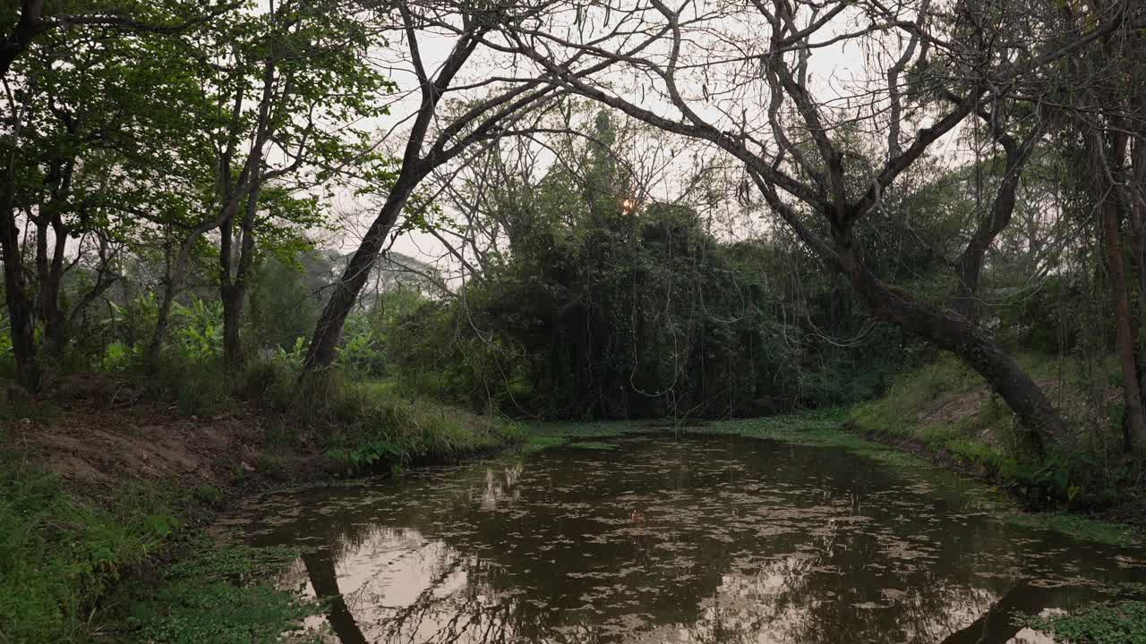 Tranquil Pond Reflecting Overgrown Trees at Dusk