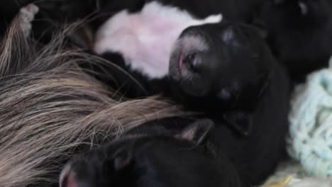 Close-up-of-Newborn-Furry-Puppies-Resting-by-Their-Mother