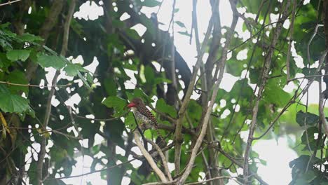 Ein-Weibchen,-Das-Nach-Links-Zeigt,-Während-Es-Seinen-Kamm-Bewegt,-Gebänderter-Eisvogel-Lacedo-Pulchella,-Kaeng-Krachan-Nationalpark,-Thailand