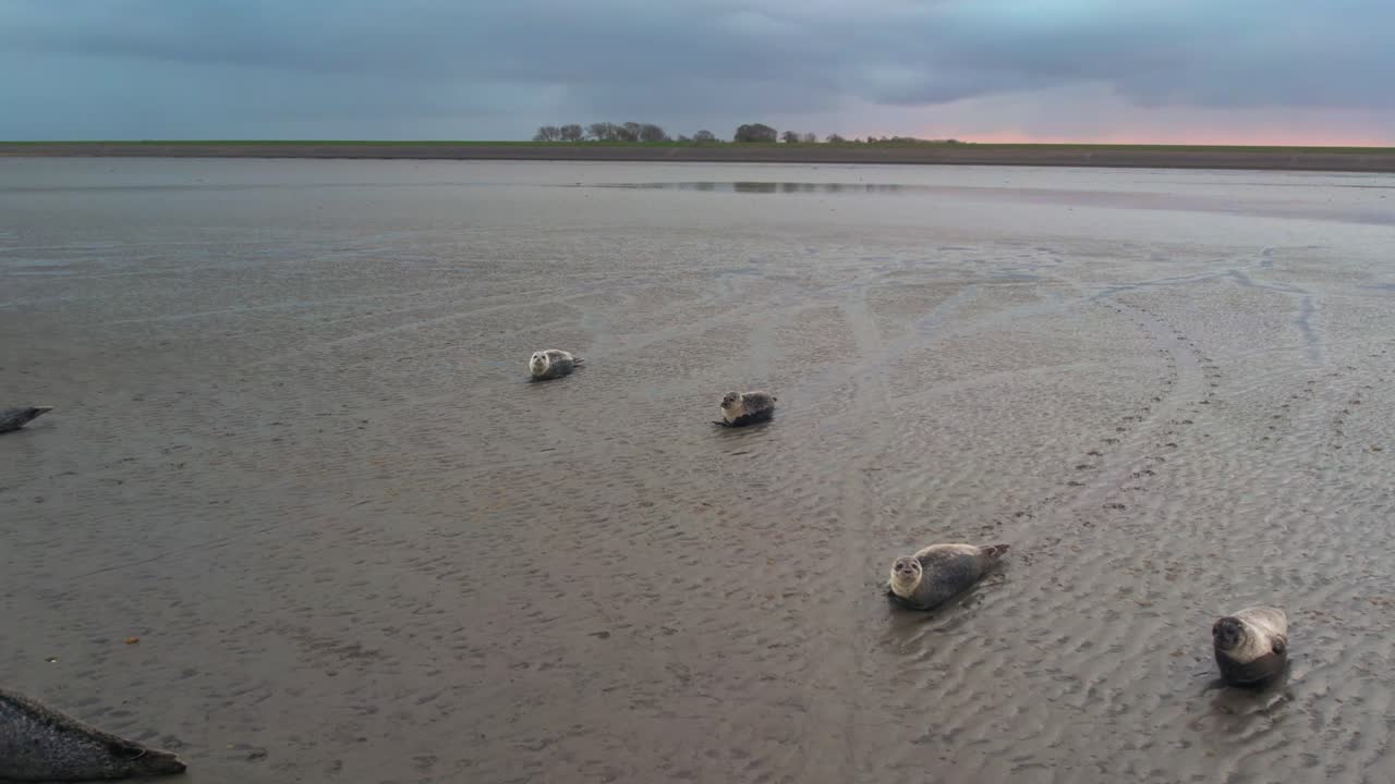 텍셀 와덴 바다 섬 갯벌, 슬루프터 발레이 네덜란드