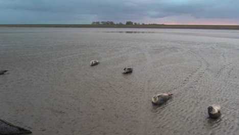 texel wadden sea island mudflats, slufter vallei  netherlands