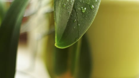 rociar un poco de agua en una hoja-11