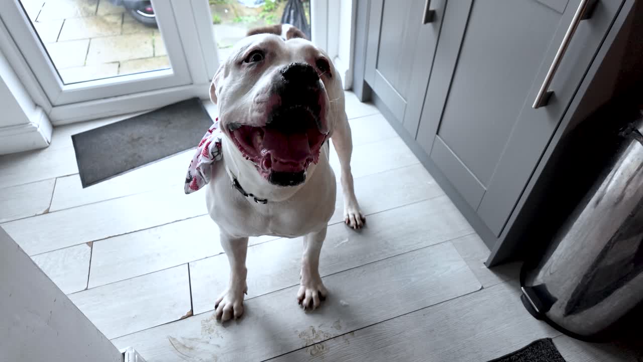 Excited American Bulldog Barking At Doorway Eager To Go Outside For A Walk Or Play Wearing Bandana And Collar Standing On Tiled Floor Near Kitchen Cabinets