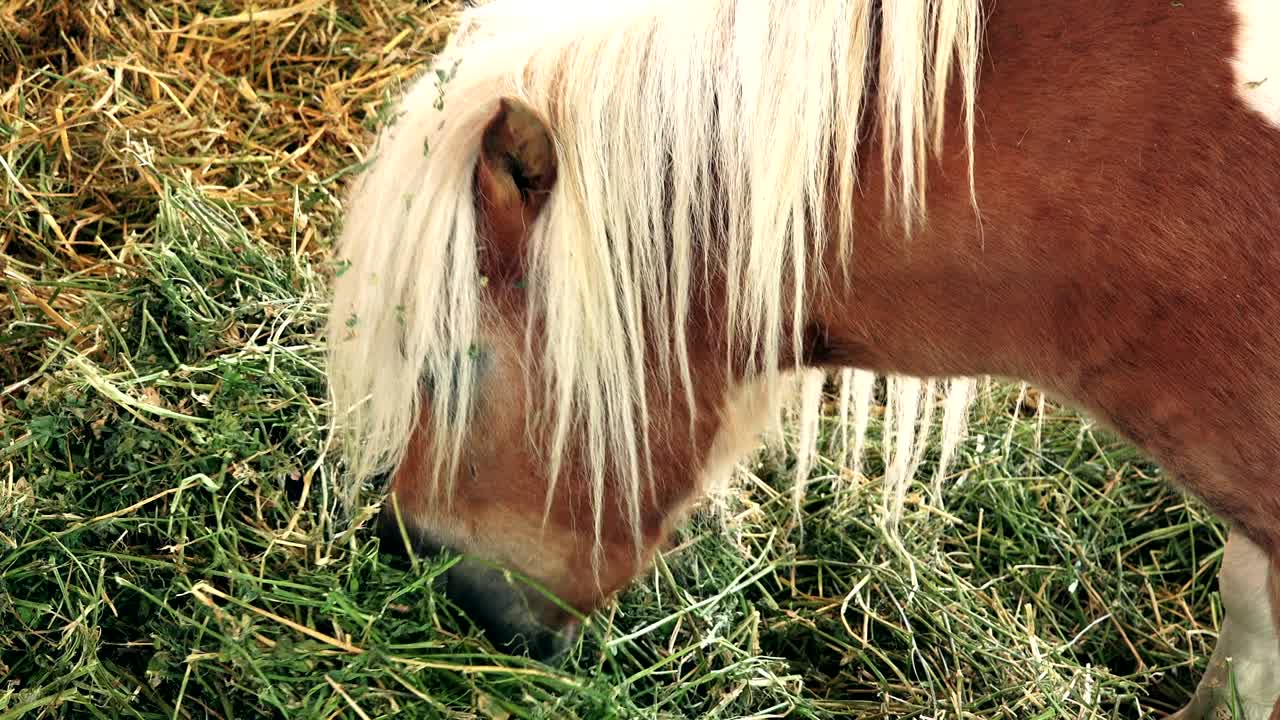 alimentación de caballos de caballo