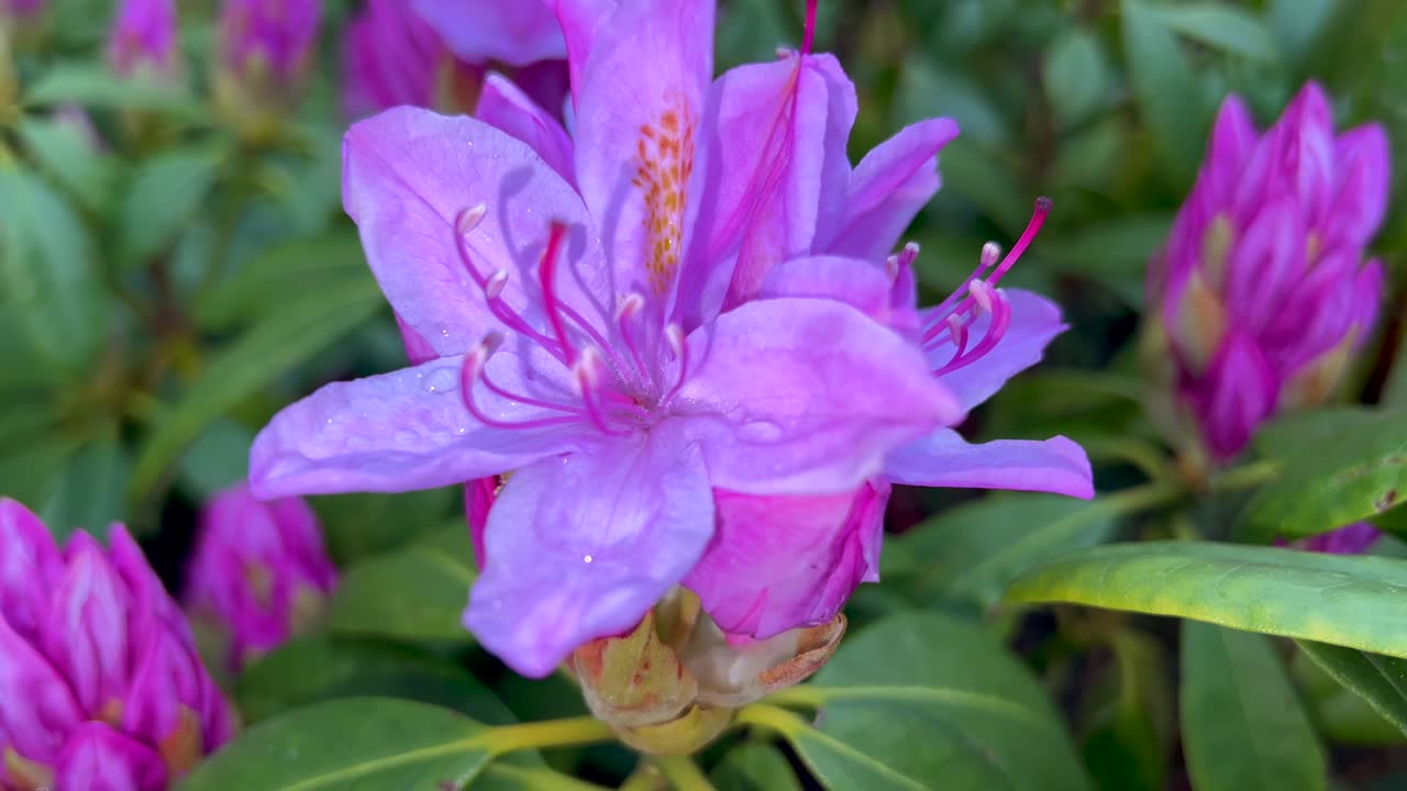 flor de rododendro púrpura de primer plano luz verde neón