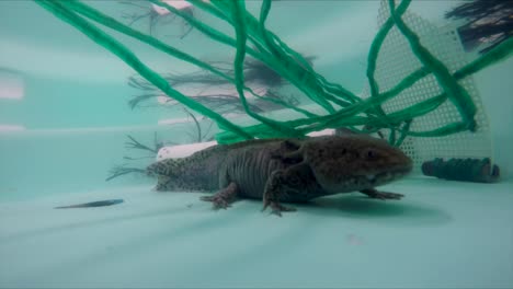 axolotl swimming in water tank