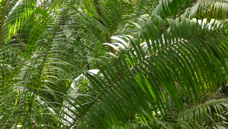 Bosque-De-Palmeras,-Hermosa-Luz-Del-Sol-En-El-Bosque-Mientras-Las-Frondas-De-Palmeras-Crean-Un-Espeso-Follaje-De-Hojas-Verdes-Largas-Que-Se-Mueven-Con-Un-Viento-Suave