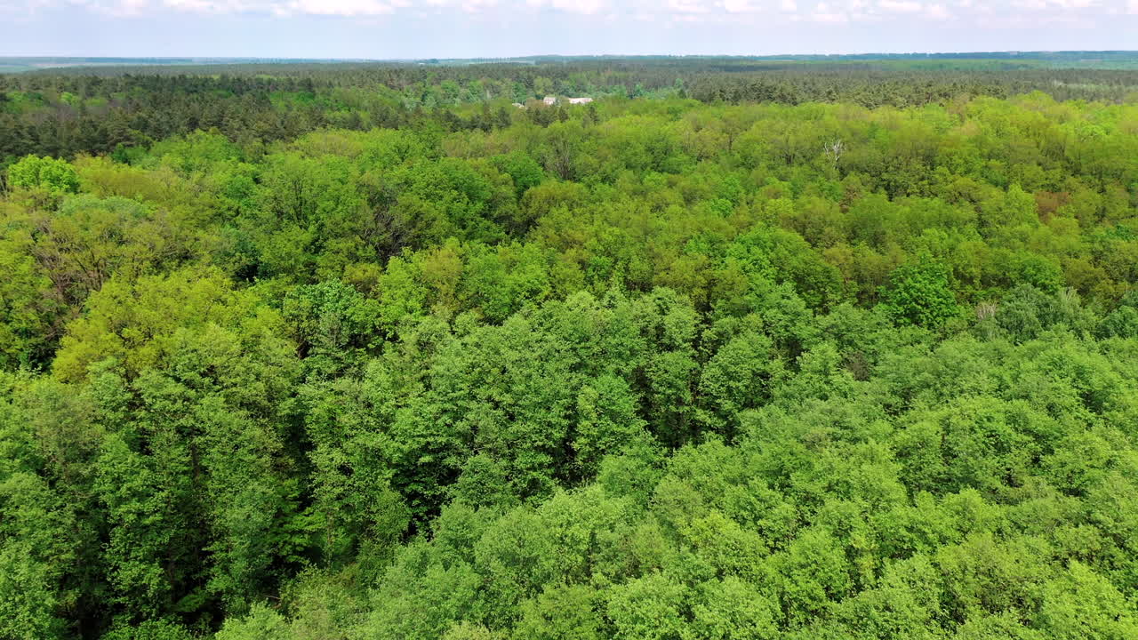 Coniferous and deciduous trees. Aerial top view of green trees in forest background