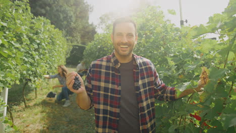 happy farmer picking grapes in vineyard