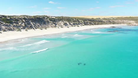 Excelente-Toma-Aérea-De-Delfines-Nadando-Frente-A-La-Costa-De-La-Península-De-Yorke,-Australia-En-Berry-Bay