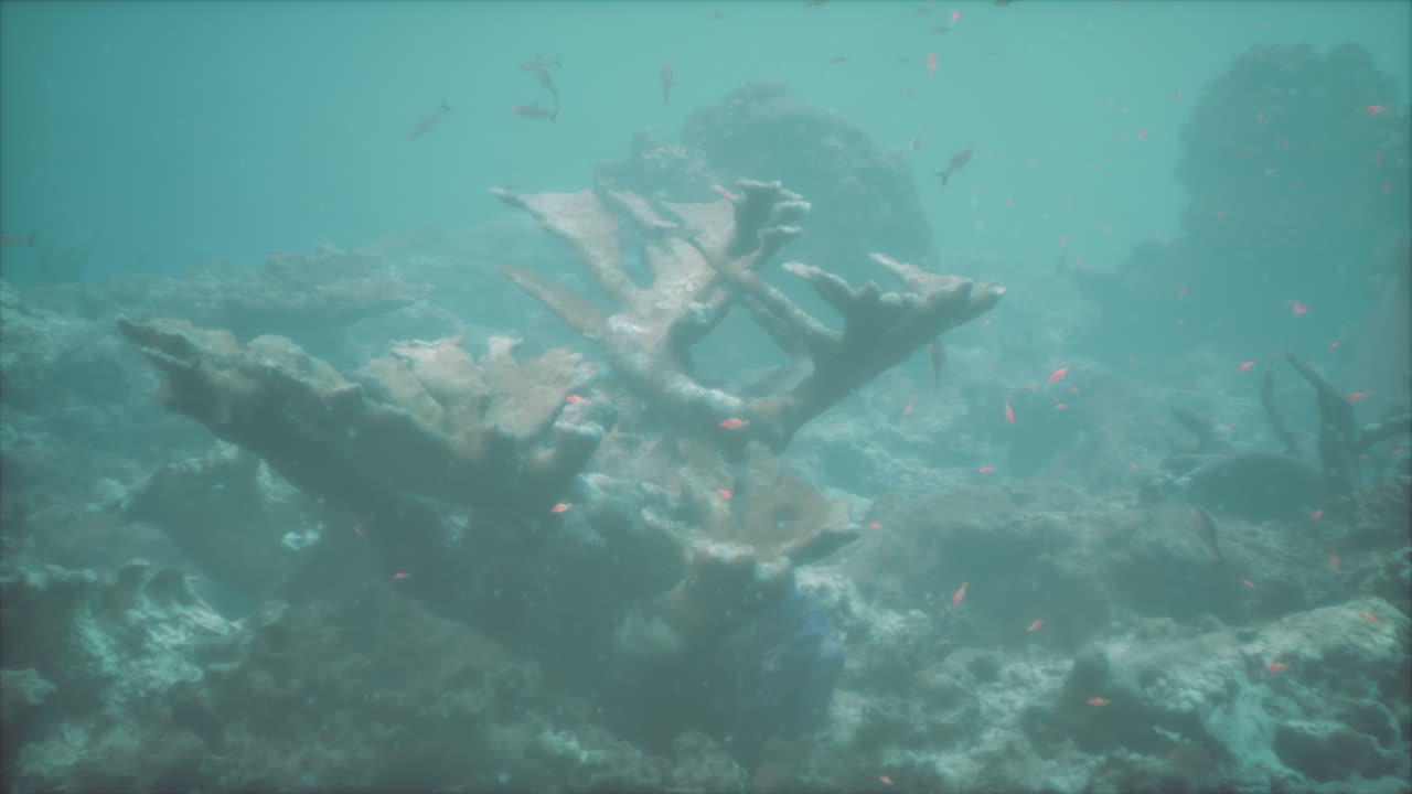 arrecife de coral submarino con peces tropicales