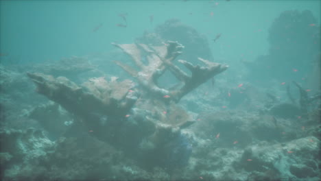 arrecife de coral submarino con peces tropicales
