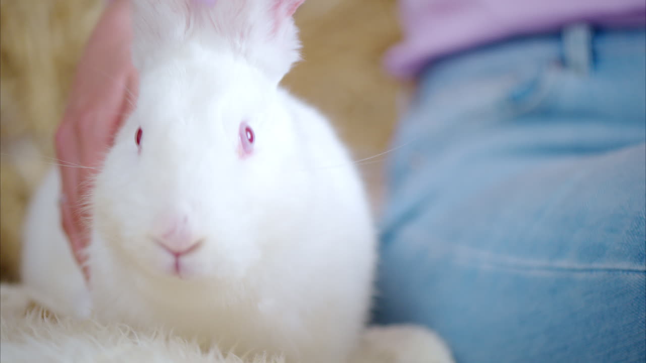 Woman petting a white bunny in the barn near square hay bales, in daylight