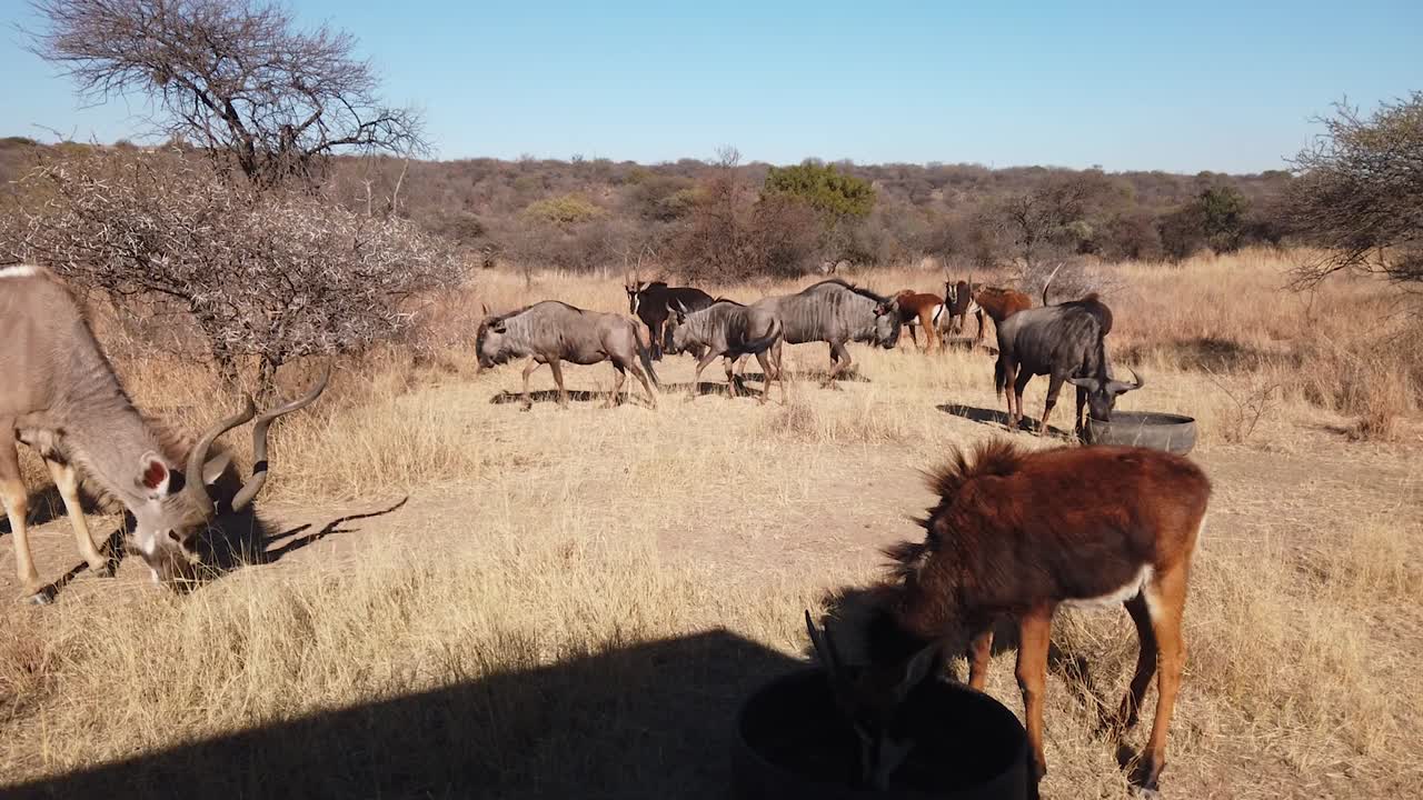 kudu bull wildebeest sable은 아프리카 게임 농장에서 겨울을 많이 먹입니다.