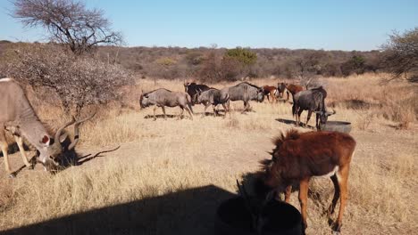 kudu bull wildebeest sable alimentando lotes de invierno en una granja de caza africana