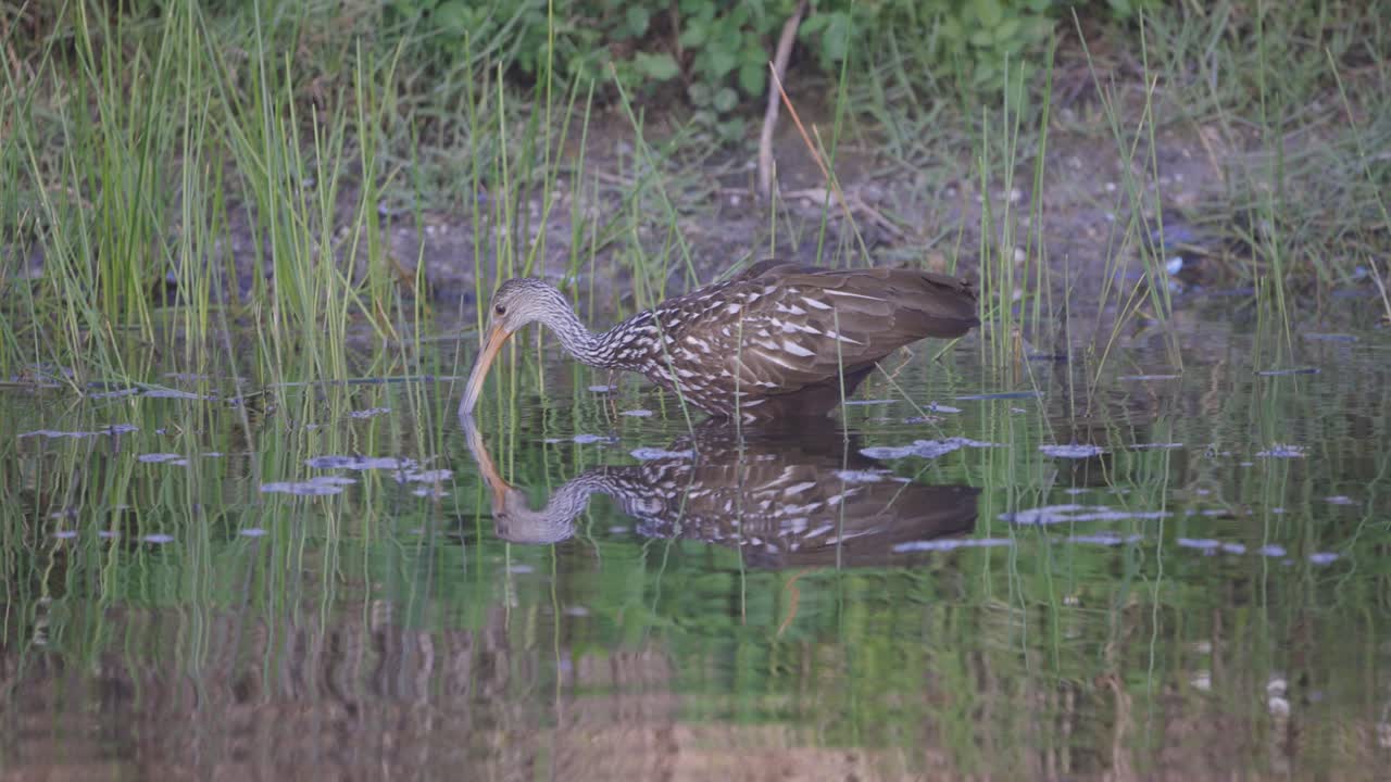 pájaro limpkin vadeando a través de un humedal en busca de comida en florida