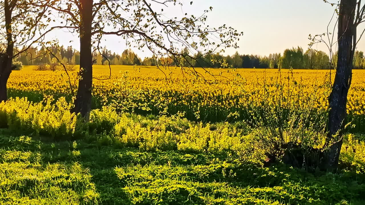 Blooming rapeseed field and trees in bright sunlight with shadows, natural background