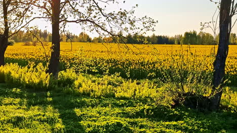 blooming rapeseed field and trees in bright sunlight with shadows, natural background