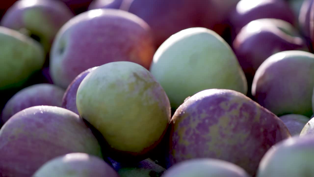 Close-up of Fresh Apples