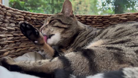 Lazy-Stripy-Tabby-Cat-Grooming,-Licking-Paw-and-Yawning-in-Straw-Basket-Bed