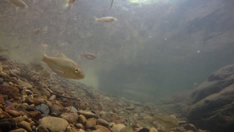 El-Parque-Nacional-Kaeng-Krachan-Es-El-Hogar-De-Muchos-Animales-Salvajes-Fantásticos-Y-Los-Arroyos-Son-Una-Fuente-De-Vida-De-Agua-Dulce-Para-Que-Los-Animales-Beban-Y-Los-Peces-Naden.