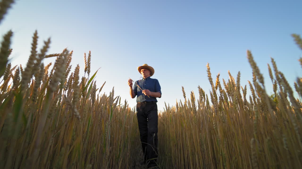 Portrait of a farmer with spikelet outdoors. Man in shirt and trousers walking in the field of ripe wheat under clear sky. View from below.