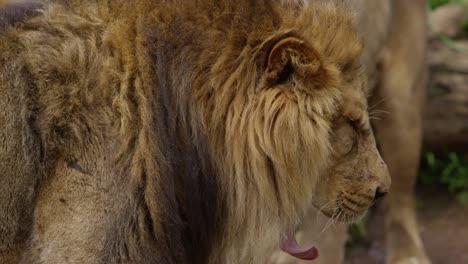 tough looking male lion shows teeth slow motion