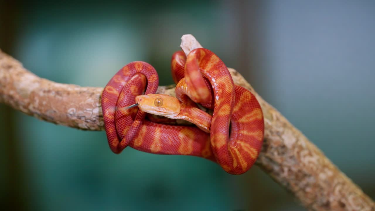Vibrant red-orange snake curling on branch in slow motion, exotic and calm vibe