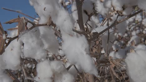 close up of ripe cotton plants on branches, swaying in the wind