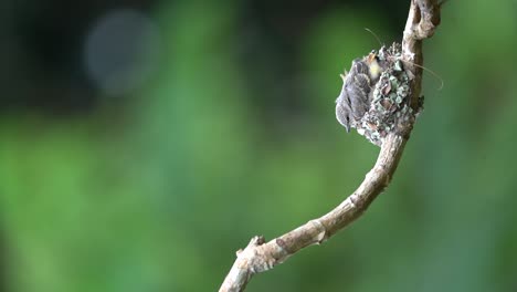 Ein-Süßes-Kleines-Minivet-Küken-Lernt,-Aus-Dem-Nest-Zu-Kommen