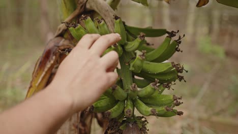 a man's hand counts bananas on the banana tree after the rain, checking the quality and quantity