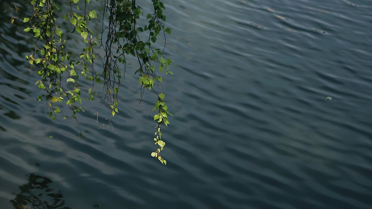 버드나무 가지는 연못 물 위에 매달려 있습니다. 가지는 바람에서 움직입니다. 아름다운 풍경