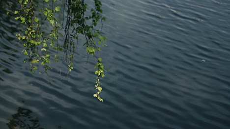 birch branches hang over the pond water. the branches move from the wind. beautiful landscape