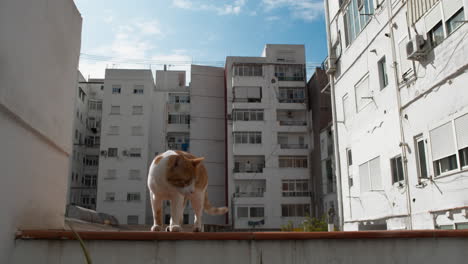 발코니에 있는 색과 진저색의 고양이