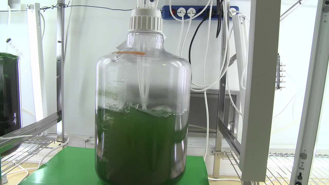 광생물 반응기의 돌리 움직임 우리는 다양한 종류의 조류 배양이 이산화탄소와 함께 방영되는 것을 봅니다 1