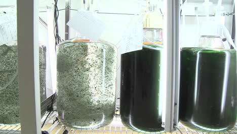 movimiento de plataforma rodante de un fotobiorreactor vemos diferentes tipos de cultivos de algas que se airean con dióxido de carbono 1