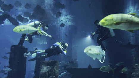 three people scuba diving inside of a aquarium and watching the marine life and fish