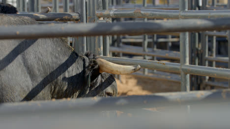 a rank bull dips his head down to the ground behind metal chute bars in dallas, texas