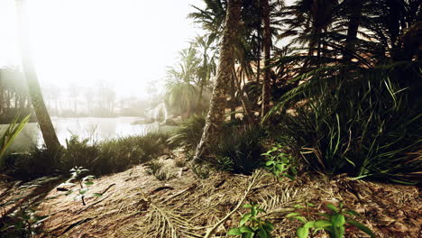 the palms oasis trail is one of many popular hikes in national park