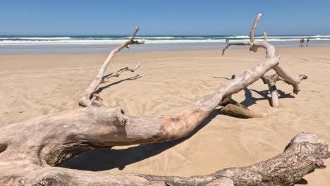 large driftwood log on a sandy beach